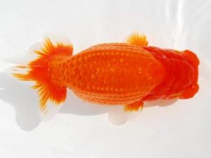 常陸らんちう会　立行司　黒澤義男　ひたちなか市