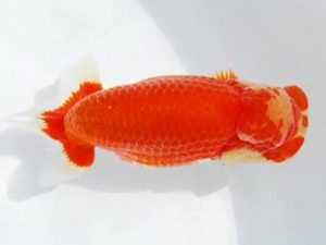 常陸らんちう会　西取締　中村正志　前橋市