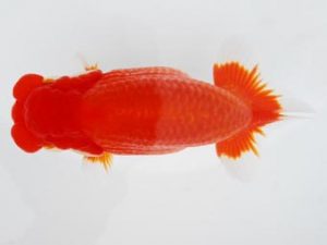 常陸らんちう会　東大関　荻谷冨士夫　水戸市