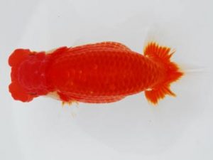 常陸らんちう会　西大関　荻谷達夫　水戸市