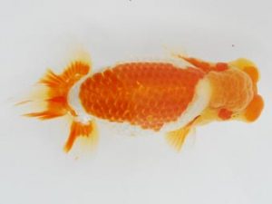 常陸らんちう会　立行司　中村正志　前橋市