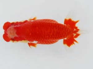 常陸らんちう会　東取締　荻谷達夫　水戸市