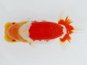 常陸らんちう会　西取締　大森智之　石巻市