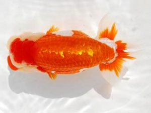 常陸らんちう会　東大関　山口辰也　久喜市