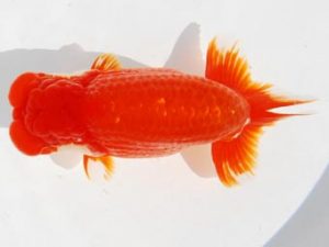 常陸らんちう会　西取締　荻谷冨士夫　水戸市