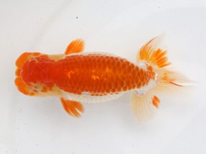 稲沢金鱗会　東大関　目時勝太郎　西尾市