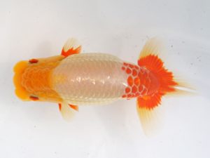 稲沢金鱗会　西大関　鈴木友来　海津市