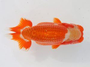 稲沢金鱗会　立行司　鎌田芳男　稲沢市