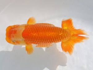 稲沢金鱗会　東取締　鎌田芳男　稲沢市