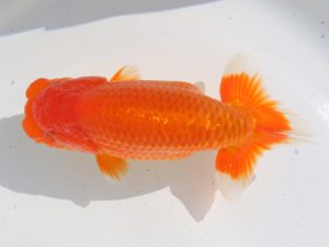 稲沢金鱗会　西取締　鎌田文夫　稲沢市