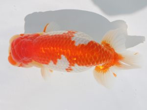 稲沢金鱗会　東大関　近藤憲正　あま市