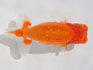 稲沢金鱗会　西大関　渡邉昭彦　養老町