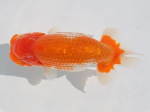 稲沢金鱗会　立行司　渡邉昭彦　養老町