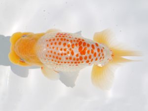 稲沢金鱗会　西取締　榊原英樹　知多郡 