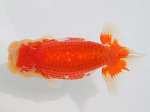 稲沢金鱗会　東大関　森本啓司　稲沢市