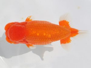 稲沢金鱗会　西大関　渡邉昭彦　養老町