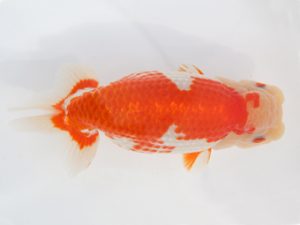 稲沢金鱗会　立行司　渡邉昭彦　養老町