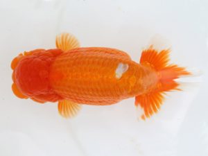 稲沢金鱗会　東取締　鎌田文夫　稲沢市