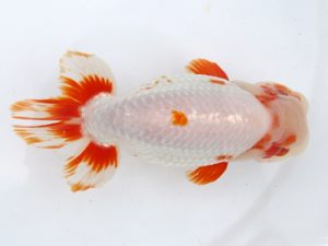 稲沢金鱗会　西取締　川口敦司　稲沢市