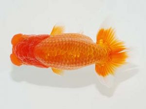 観栄らんちう会 東勧進元　杉澤　望　富士