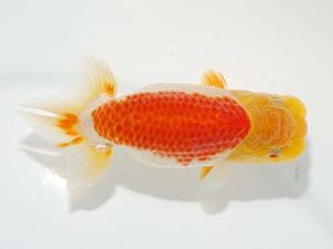 観栄らんちう会 西勧進元　村田祐則　横浜