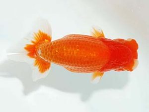 観栄らんちう会 行司一　中川昌洋　富士