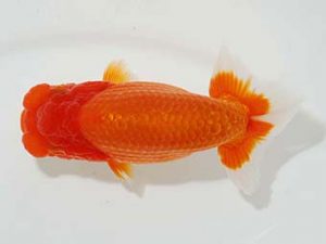 観栄らんちう会 行司二　松本　孝　三島