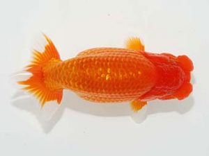 観栄らんちう会 行司三　川合実次　三島