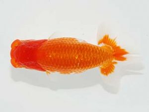 観栄らんちう会 東脇行司　加藤儀行　伊豆の国