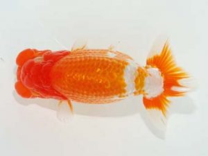 観栄らんちう会 西脇行司　横山拓生　千葉