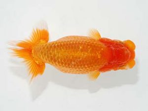 観栄らんちう会　西大関　影山　繁　沼津