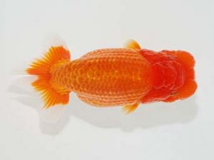 観栄らんちう会　立行司　川合実次　三島