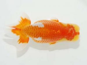 観栄らんちう会　東取締　村田祐則　横浜