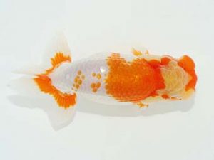 観栄らんちう会　西取締　鈴木和也　沼津