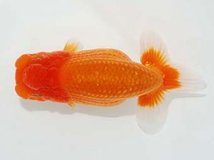 観栄らんちう会 東関脇　鈴木和也　沼津