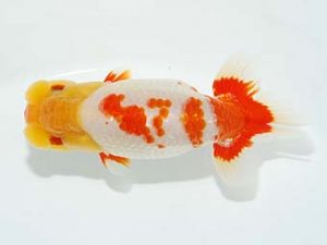 観栄らんちう会 西関脇　神尾昭司　三島