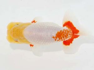 観栄らんちう会 東小結　神尾昭司　三島