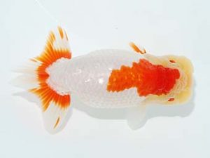 観栄らんちう会　西大関　中川昌洋　富士