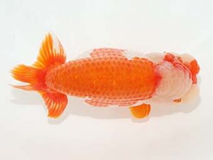 観栄らんちう会　西大関　滝瀬健治　埼玉