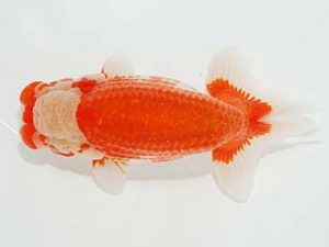 観栄らんちう会　立行司　加藤儀行　伊豆の国