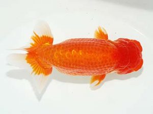 観栄らんちう会　東取締　高津克人　武蔵野