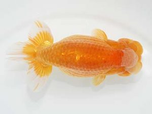 観栄らんちう会　西取締　滝瀬健治　埼玉