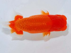 観魚会 東大関 池田伸次 新潟 観魚会 東大関 池田伸次 新潟