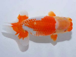 観魚会 勧進元一 秋元和男 君津 観魚会 勧進元一 秋元和男 君津