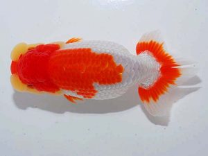 観魚会 行司一 目黒康弘 足立 観魚会 行司一 目黒康弘 足立