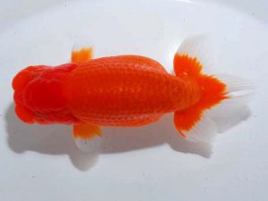 観魚会 行司二 吉川宗夫 川島町 観魚会 行司二 吉川宗夫 川島町