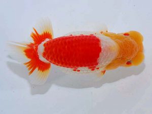 観魚会 行司三 荻谷達夫 水戸 観魚会 行司三 荻谷達夫 水戸