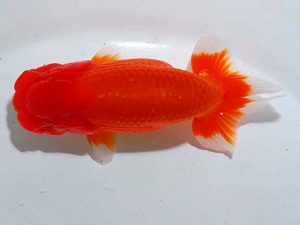 観魚会 脇行司一 浅川武信 甲府 観魚会 脇行司一 浅川武信 甲府