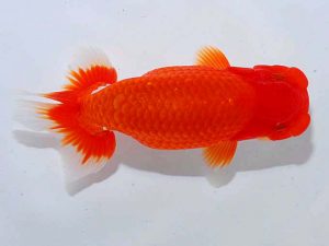 観魚会 脇行司二 芳賀孝泰 横浜 観魚会 脇行司二 芳賀孝泰 横浜