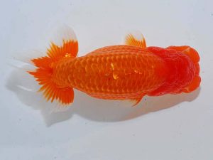 観魚会 西大関 齋藤一成 練馬区 観魚会 西大関 齋藤一成 練馬区